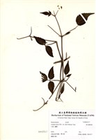 藏品(森氏鐵線蓮)的圖片